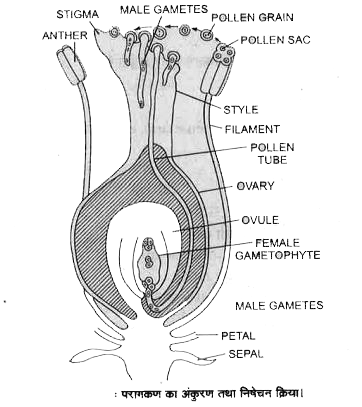 Class 12 Biology Chapter 1 Most Important Questions in Hindi