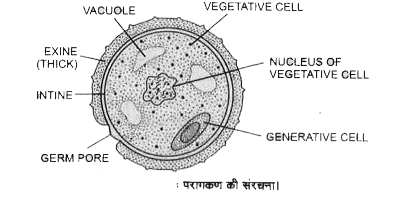 Class 12 Biology Chapter 1 Most Important Questions in Hindi