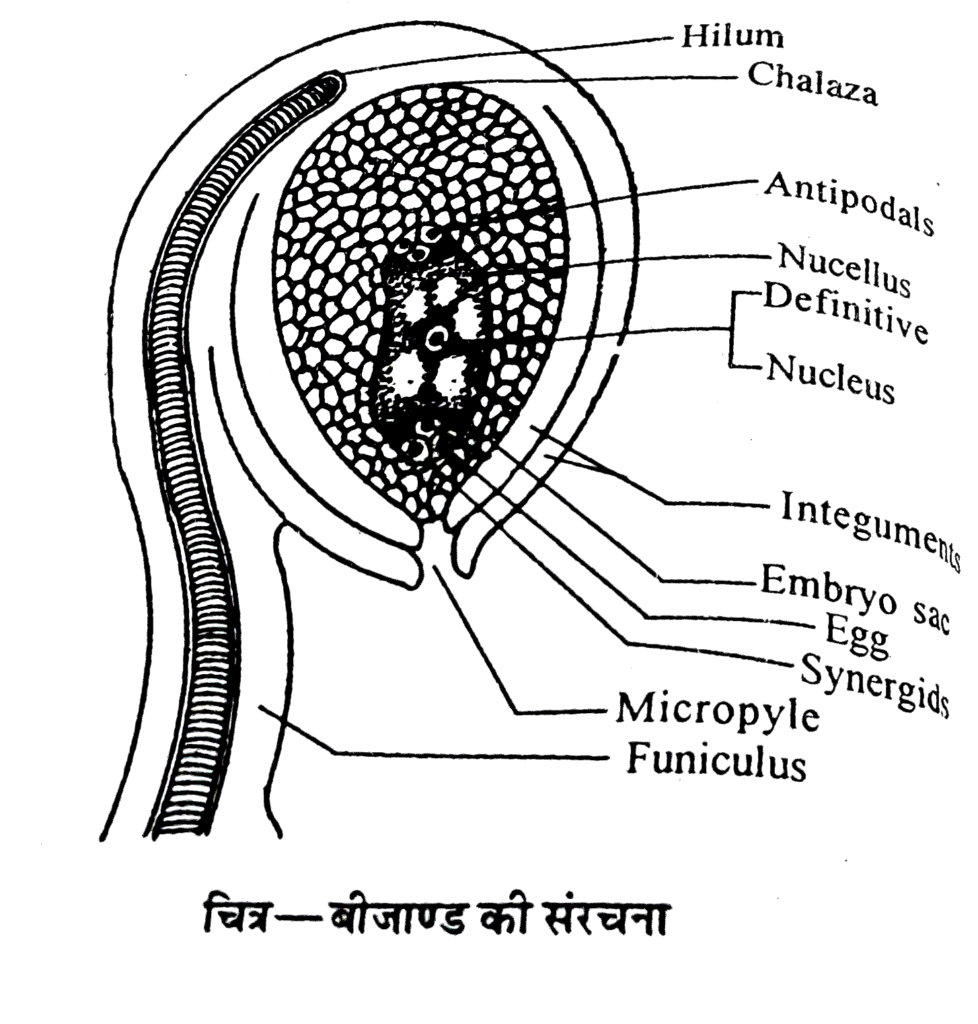 Class 12 Biology Chapter 1 Most Important Questions in Hindi