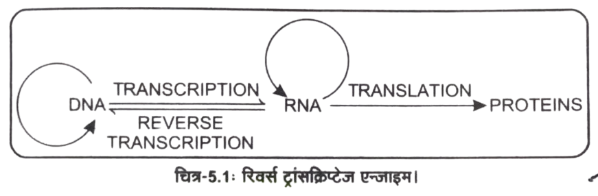 Class 12 Biology Chapter 5 Most Important Questions and Answers