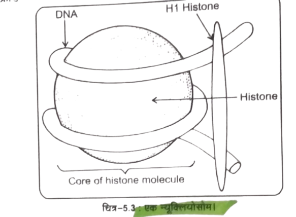 Class 12 Biology Chapter 5 Most Important Questions and Answers