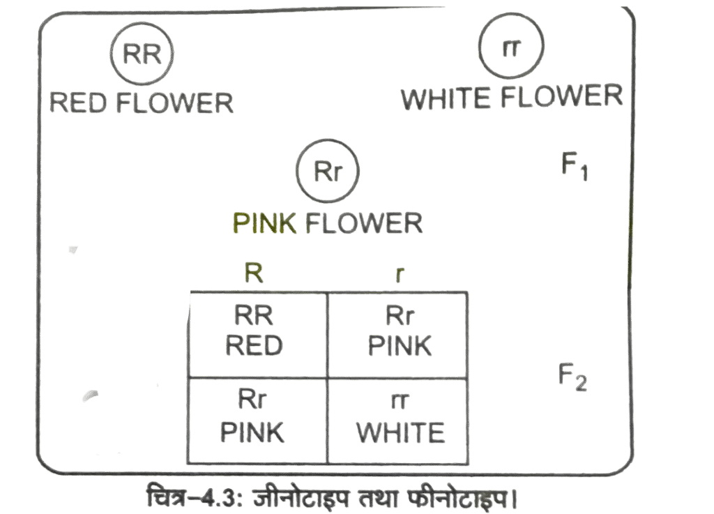 Class 12 Biology Chapter 4 Important Questions Answers in Hindi