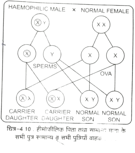 Class 12 Biology Chapter 4 Important Questions Answers in Hindi